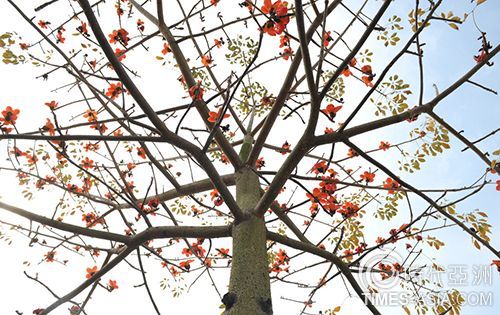 木棉树为啥被叫做 英雄树 呢原来有段故事 文化读书频道 手机搜狐