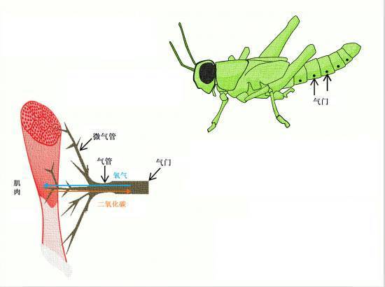 昆虫水下呼吸法 八仙过海 各显神通 健康频道 手机搜狐