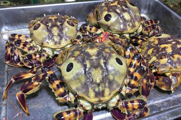 四月:虎头蟹,虾姑