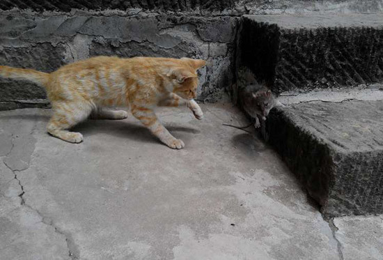 爆笑小猫咪与老鼠捉迷藏