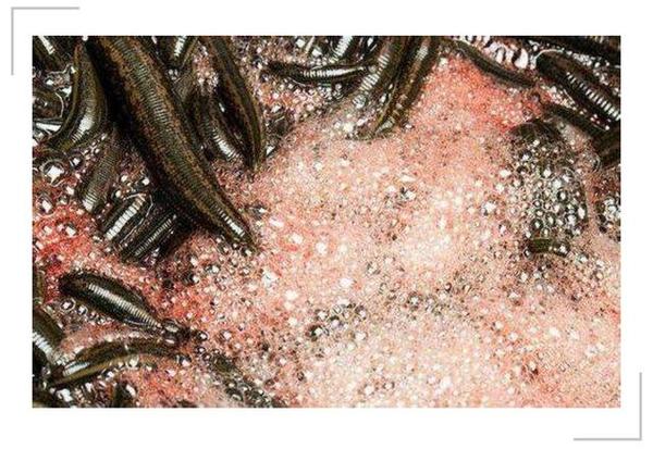 蛊的种类分为十二种,蛇蛊,金蚕蛊,篾片蛊,石头蛊,泥鳅蛊,中害神,疳蛊