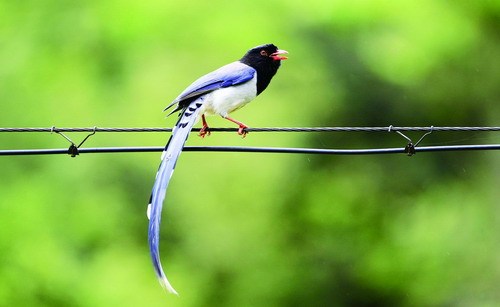 近期正值鳥類繁殖期 發生多起鳥兒攻擊路人事件(組圖)