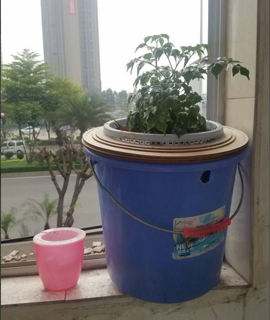 合肥大哥将垃圾桶做成吸水花盆!一月只需浇一次!