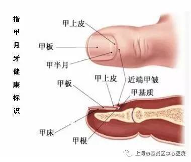 知识 手指甲上没有小太阳是代表身体不好吗 健康频道 手机搜狐