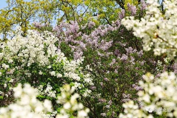 天国之花丁香花 南光北影拍摄系列 旅游频道 手机搜狐