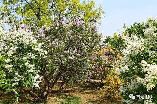 天国之花丁香花 南光北影拍摄系列 旅游频道 手机搜狐