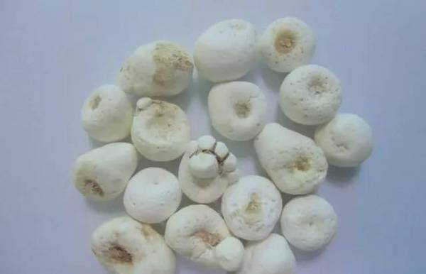 坚持每天最少记一味中药—天南星 | 第 163天