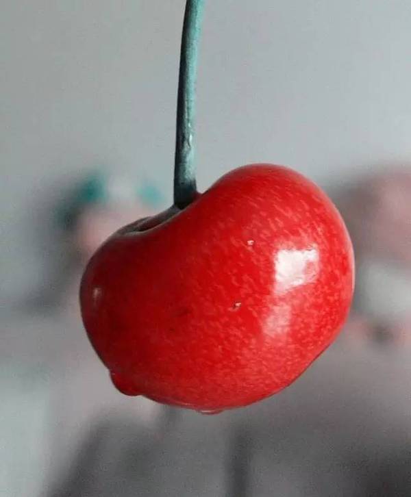 又一个樱桃采摘季到了,昆明周边这些地方走起!