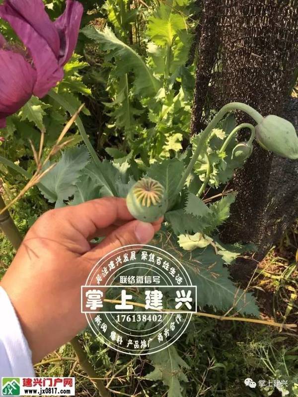 南部建兴一村民私自种植罂粟壳(鸦片烟果),被民警全部铲除