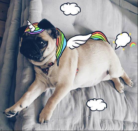 胖到飞不起来?我也很无辜呀….