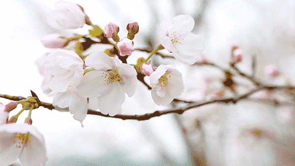 600_338gif 动态图 动图