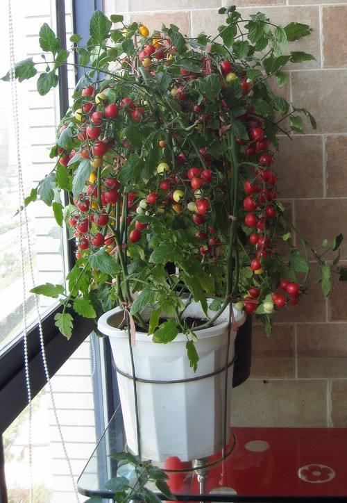 这几种水果最适合在阳台种,种了以后都不用买水果