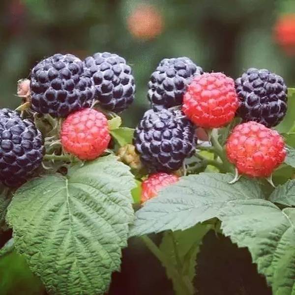 野果传奇 | 云南人一口难忘的奇幻小果子