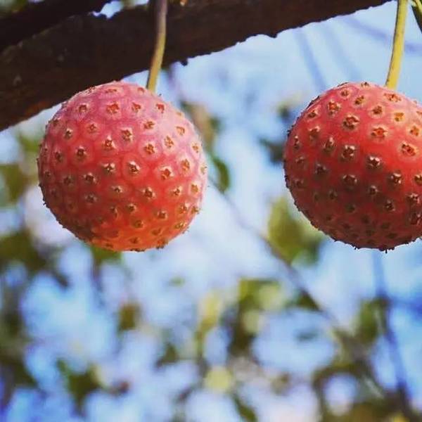 一般只有滇西片的菜市场才有得卖,长得确实很像鸡嗉子.