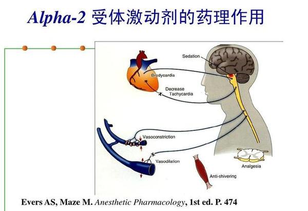 右旋美託嘧啶(dexmedetomidine)是特異性的α2腎上腺素受體激動藥,其