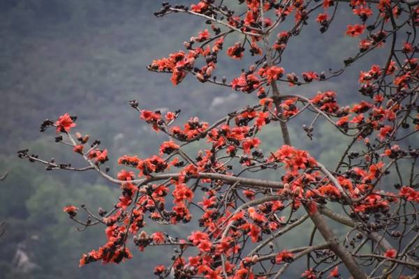 斗门之春 木棉树 几度花落知春来 旅游频道 手机搜狐