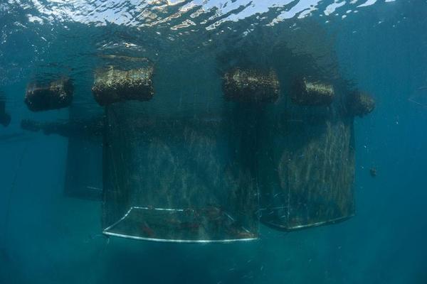 东南亚渔民的海水网箱,里面都是东星斑和老鼠斑