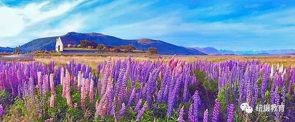 12月新西兰 星空花海 新西兰南岛深度摄影集训 旅游频道 手机搜狐