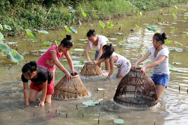佛山最美桑基鱼塘举办捕鱼节,让游客做捕鱼达人