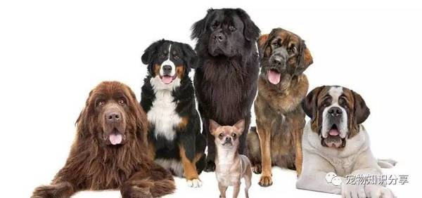 狗知识 如何区分大型犬 中型犬 小型犬 无线频道 手机搜狐