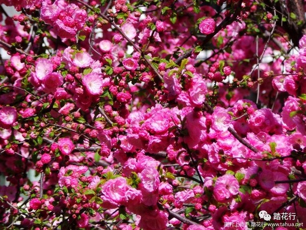 榆叶梅:鸾枝灼灼向晴空