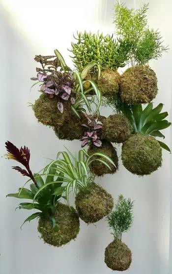 玩转苔藓球,三步就搞定!