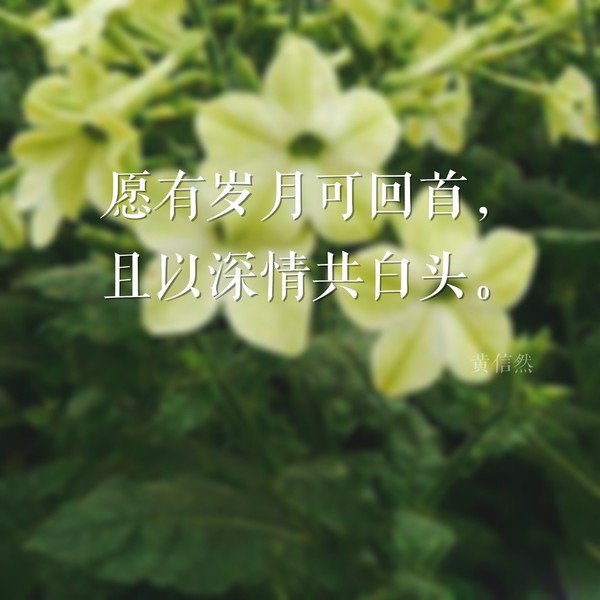 诗词风韵 愿有岁月可回首 且以深情共白头 新闻频道 手机搜狐