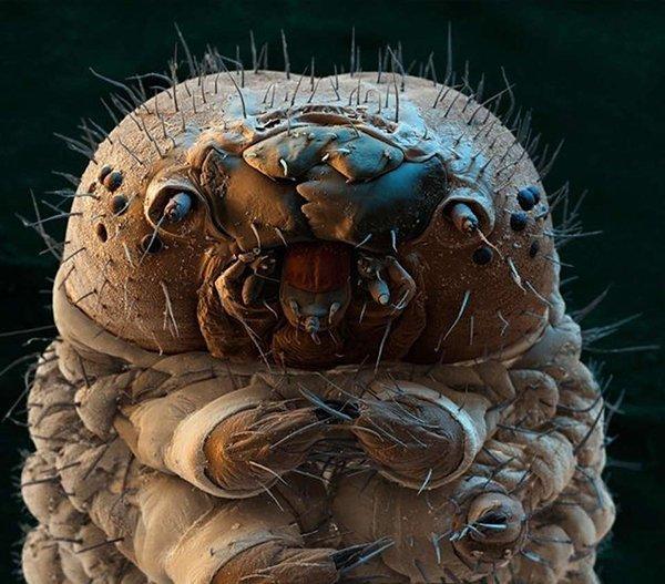 显微镜下的微观世界,改变你的世界观