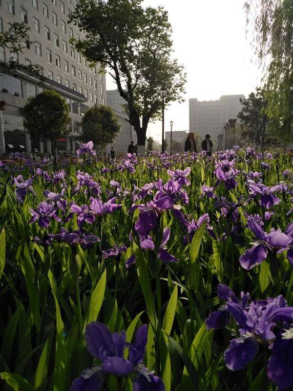 备注:鸢尾花,作为法国的国花,鸢尾花在拉丁语中有一个非常美的寓意