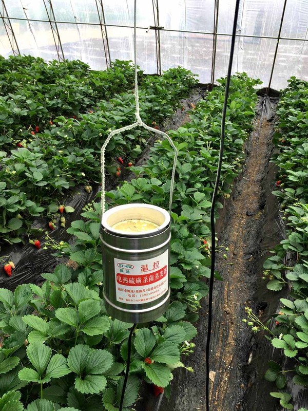 电热硫磺熏蒸杀菌,不使用灭菌农药.