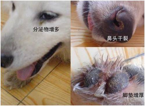 疾病科普 犬瘟 猫瘟知多少 新闻频道 手机搜狐