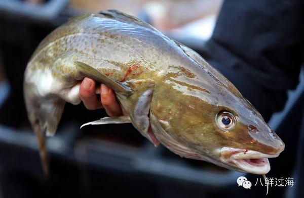 鳕鱼品种这么多门类 教你辨别 真鳕 假鳕 美食频道 手机搜狐