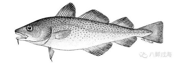 鳕鱼品种这么多门类 教你辨别 真鳕 假鳕 美食频道 手机搜狐