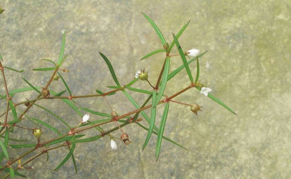 野生的白花蛇舌草图片 健康频道 手机搜狐