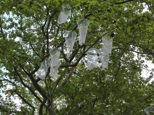 每到4,5月份,全城梧桐树的果毛絮肆意飞扬,不少走在街头的行人不是让