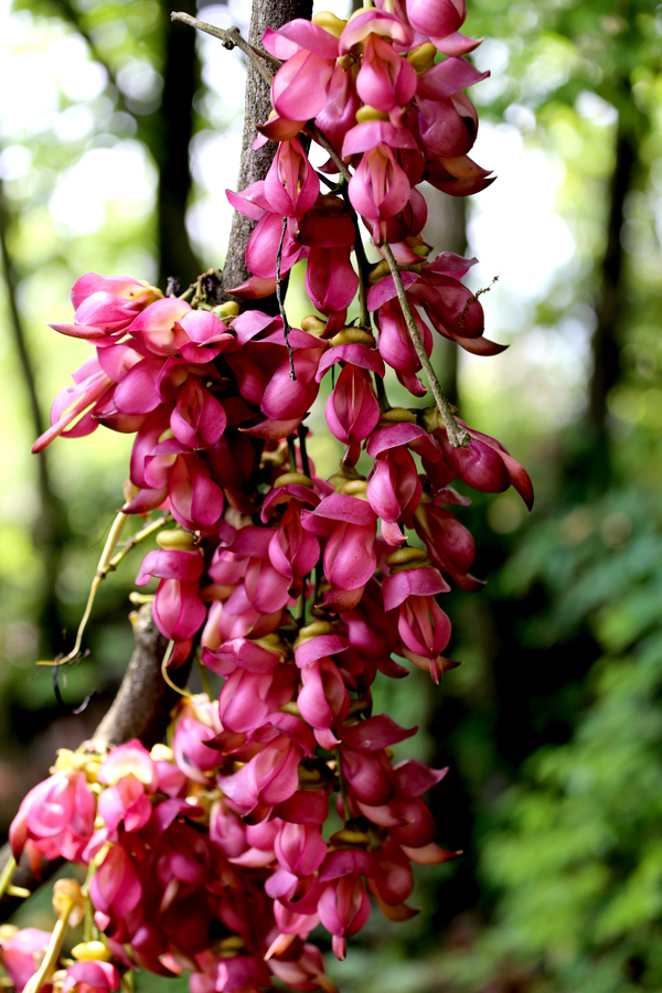 西陵峡畔印象新村现古老蟒藤 鲜花朵朵"臭美"