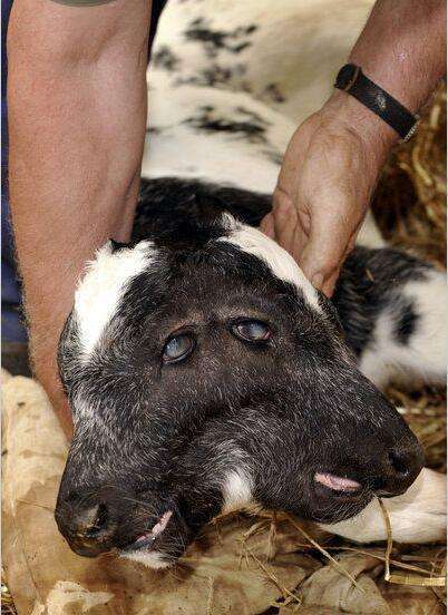 各种畸形生物 你见过几个