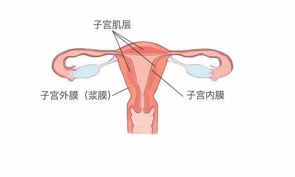 内膜只在子宫腔的表面生长, 如果超出这一范围向下方生长,侵入了肌层