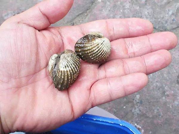 汕尾人爱吃的血蛤,n种煮法你最爱哪种?