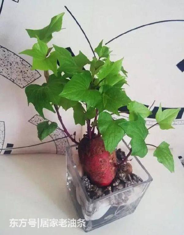 长出来差不多,所有的橘子都可以进行盆栽种植