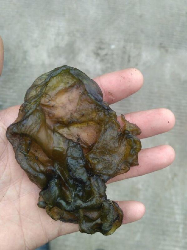 我相信很多人没有自己采摘过黑木耳吧,晒干之前就是长成这个样子的.