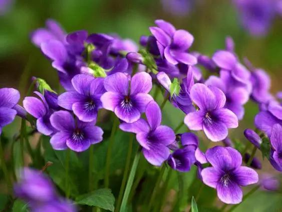 路边紫色的野花叫什么 新闻频道 手机搜狐