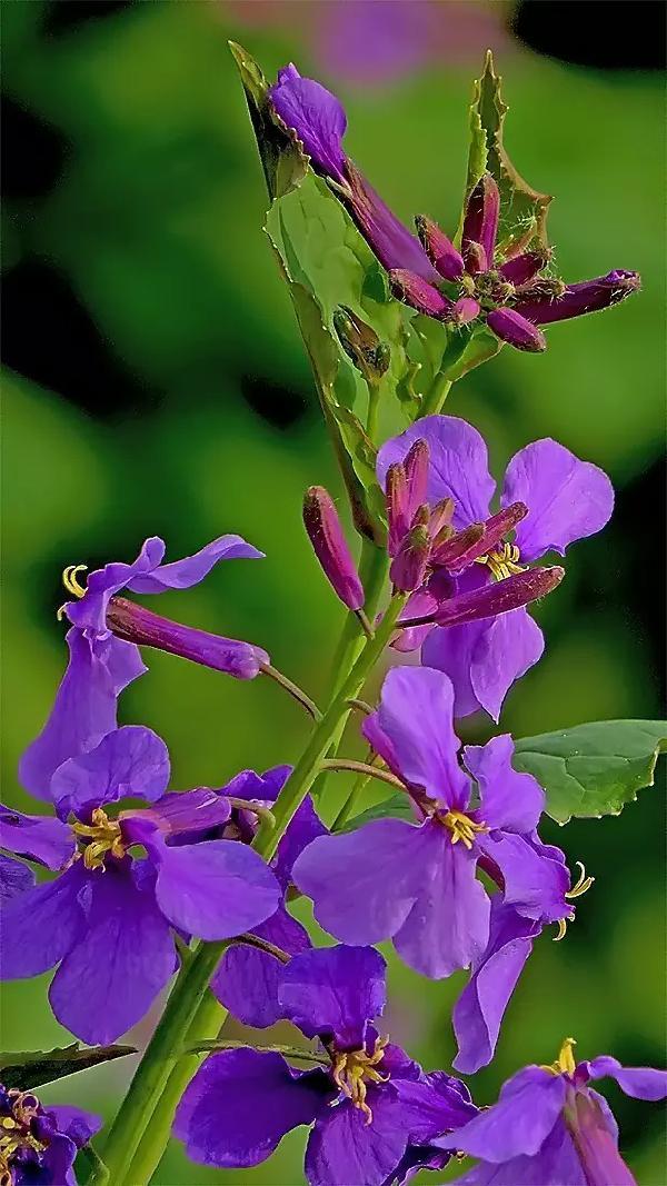 路边紫色的野花叫什么 新闻频道 手机搜狐