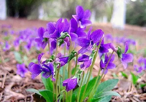 路边紫色的野花叫什么 新闻频道 手机搜狐