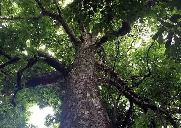 生长在古井边上的野板栗树和硬壳朗树同根同干,形同连体,故称