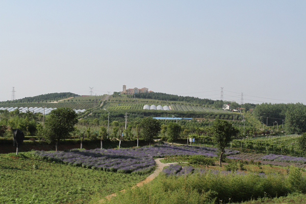 【休闲农业示范村】盱眙县盱城街道新华村