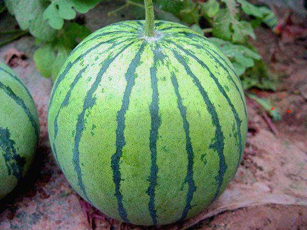 常见西瓜品种,哪个是你的菜?