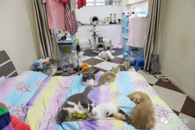 生活改造家 开播 31平米50只猫 人与猫谁才是房主 新闻频道 手机搜狐