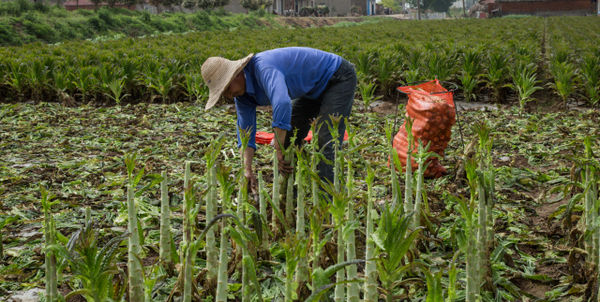 湖北当阳市群益村 群益村是湖北省最大的露天蔬菜种植基地,全村5328亩