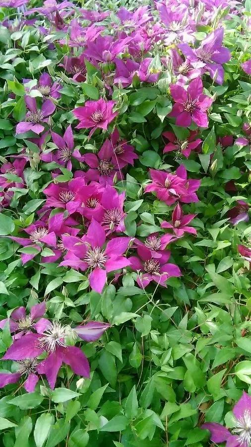 (图片       辛舞锦 来源:铁线莲吧) (图片       辛舞锦 来源:铁线莲